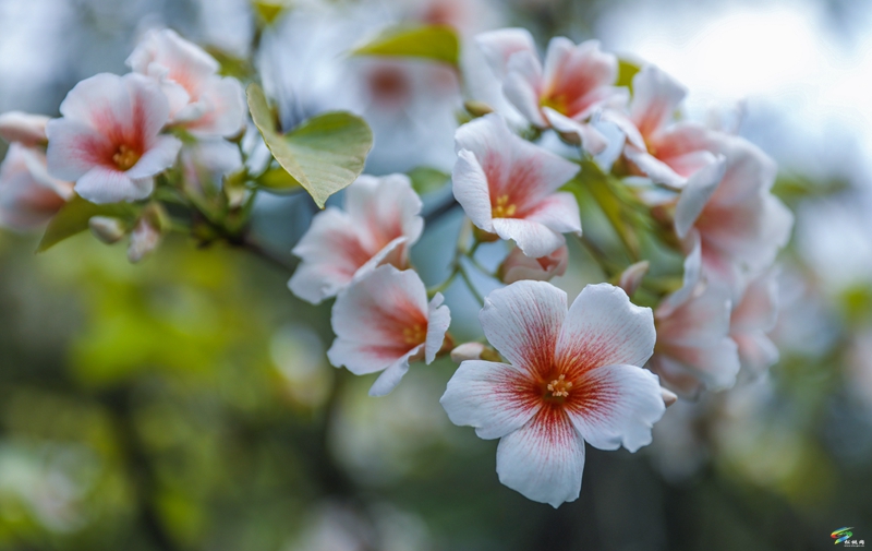 【多彩貴州·花漾中國】沙壩河鄉(xiāng):桐子花開 春色正好