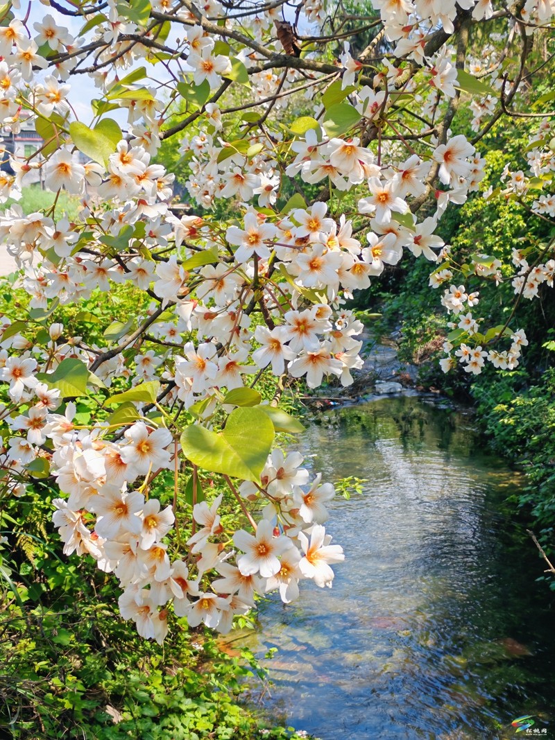 【多彩貴州·花漾中國】世昌街道:桐子花開正旖旎