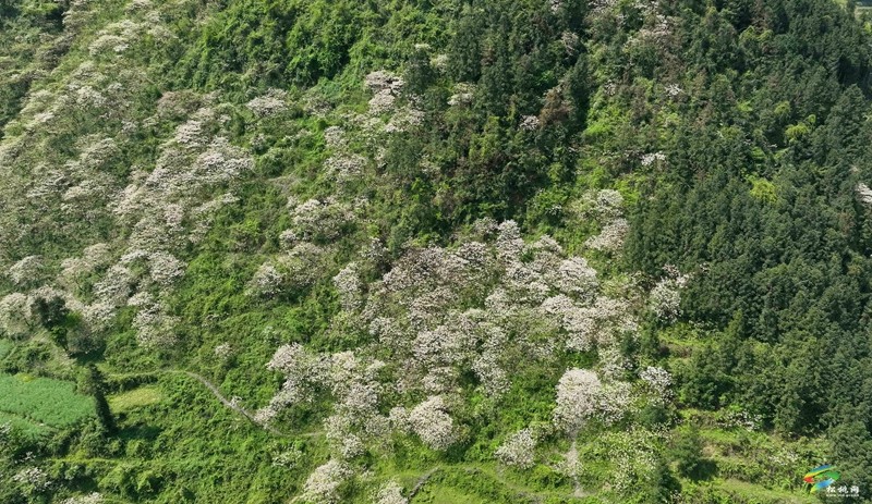 【多彩貴州·花漾中國】世昌街道:桐子花開正旖旎