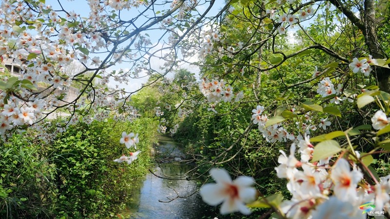 【多彩貴州·花漾中國】世昌街道:桐子花開正旖旎