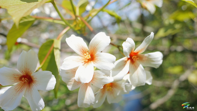 【多彩貴州·花漾中國】世昌街道:桐子花開正旖旎