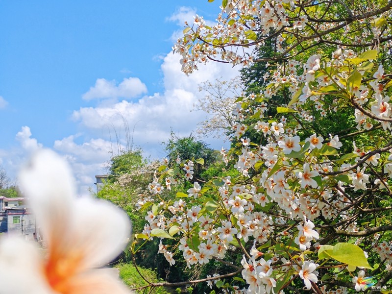 【多彩貴州·花漾中國】世昌街道:桐子花開正旖旎