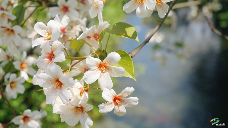 【多彩貴州·花漾中國】世昌街道:桐子花開正旖旎