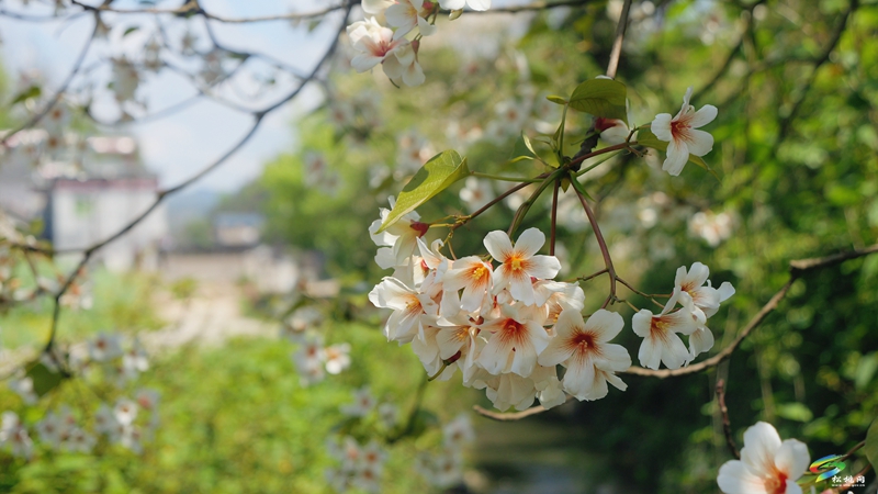 【多彩貴州·花漾中國】世昌街道:桐子花開正旖旎