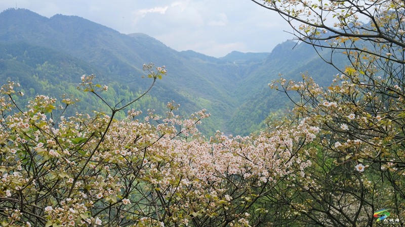 【多彩貴州·花漾中國】世昌街道:桐子花開正旖旎