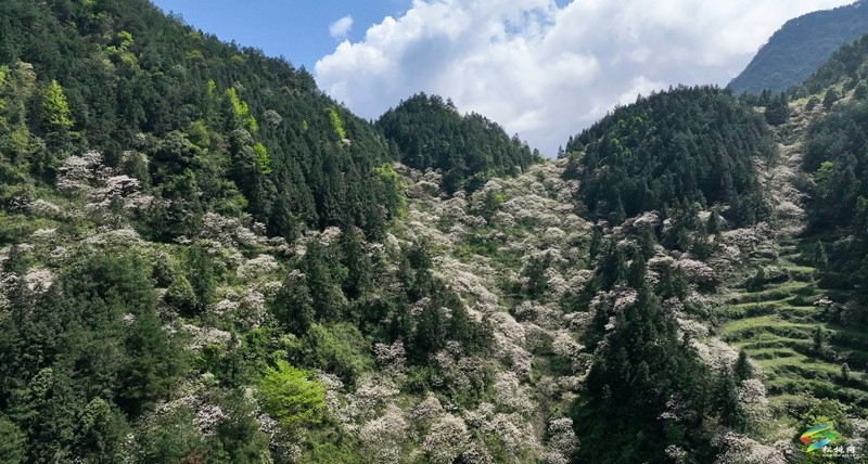 【多彩貴州·花漾中國】世昌街道:桐子花開正旖旎