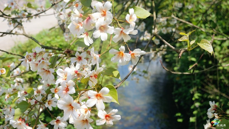 【多彩貴州·花漾中國】世昌街道:桐子花開正旖旎