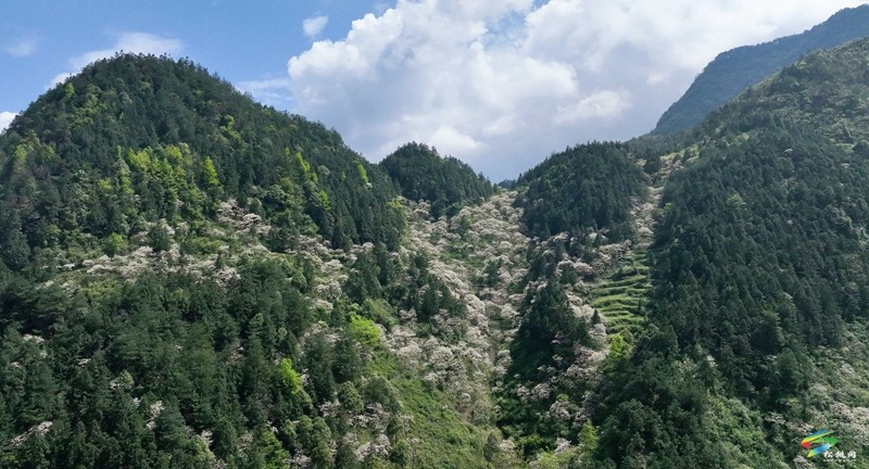 【多彩貴州·花漾中國】世昌街道:桐子花開正旖旎
