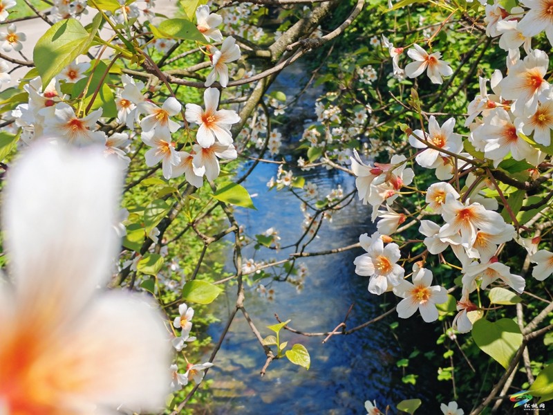【多彩貴州·花漾中國】世昌街道:桐子花開正旖旎