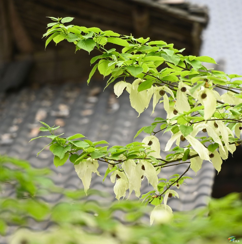 【多彩貴州·花漾中國(guó)】松桃：梵凈山下 鴿子花開(kāi)