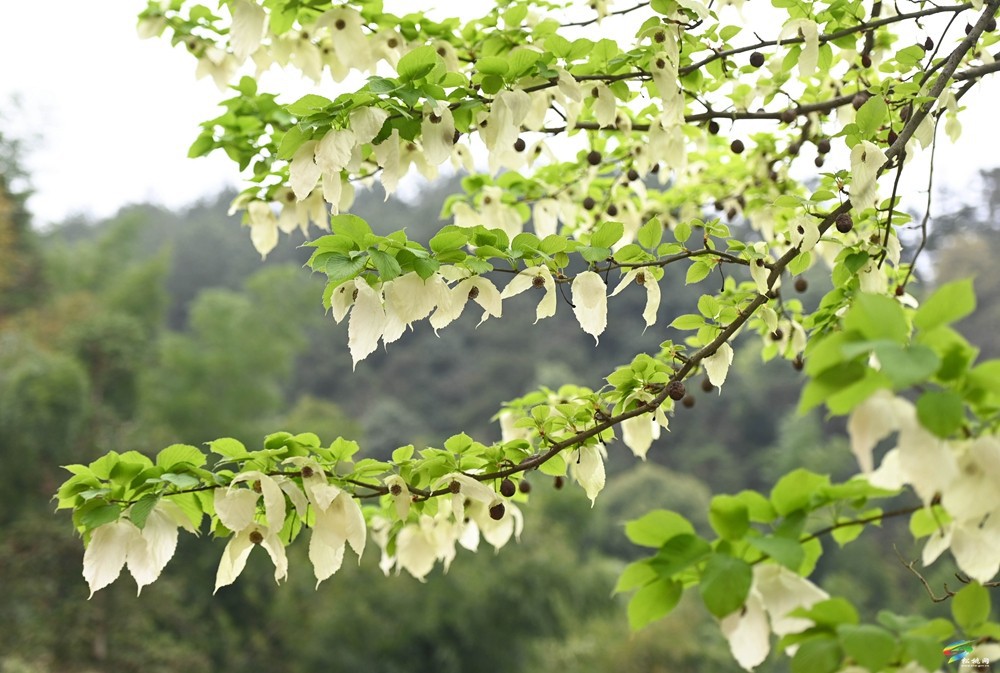 【多彩貴州·花漾中國(guó)】松桃：梵凈山下 鴿子花開(kāi)