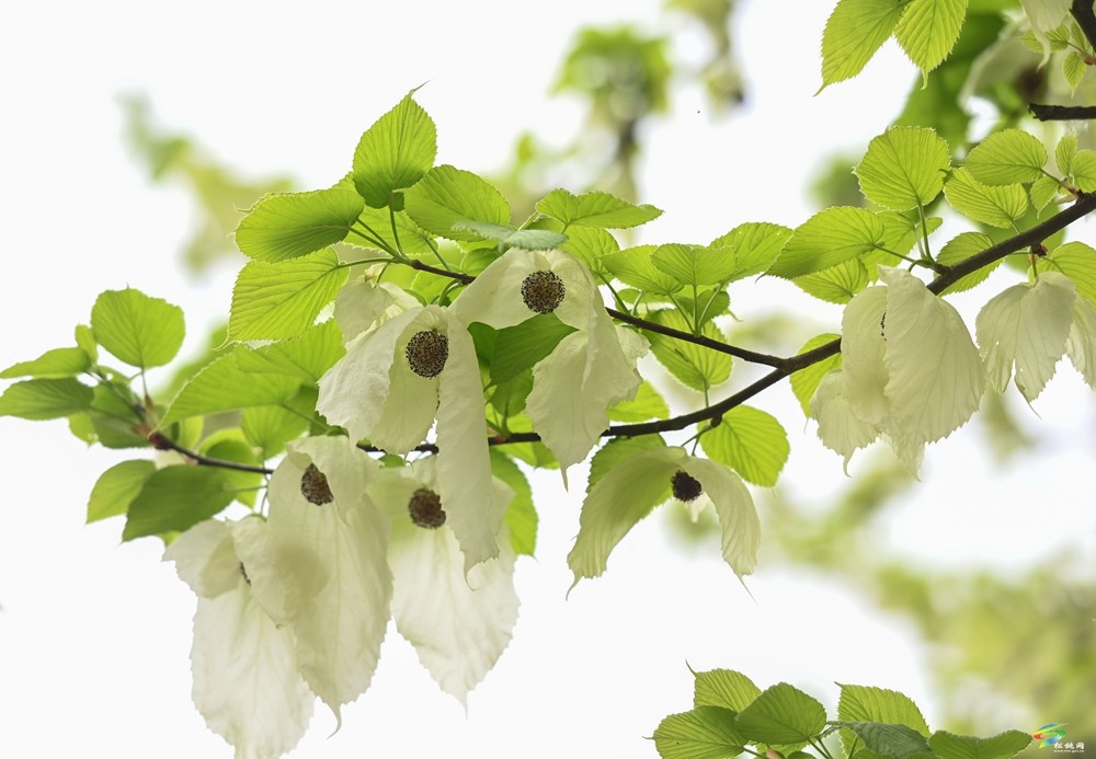 【多彩貴州·花漾中國(guó)】松桃：梵凈山下 鴿子花開(kāi)