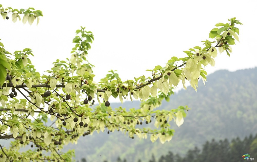 【多彩貴州·花漾中國(guó)】松桃：梵凈山下 鴿子花開(kāi)