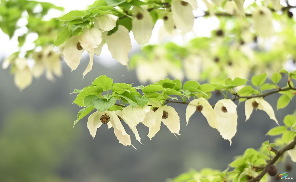【多彩貴州·花漾中國(guó)】松桃：梵凈山下 鴿子花開(kāi)