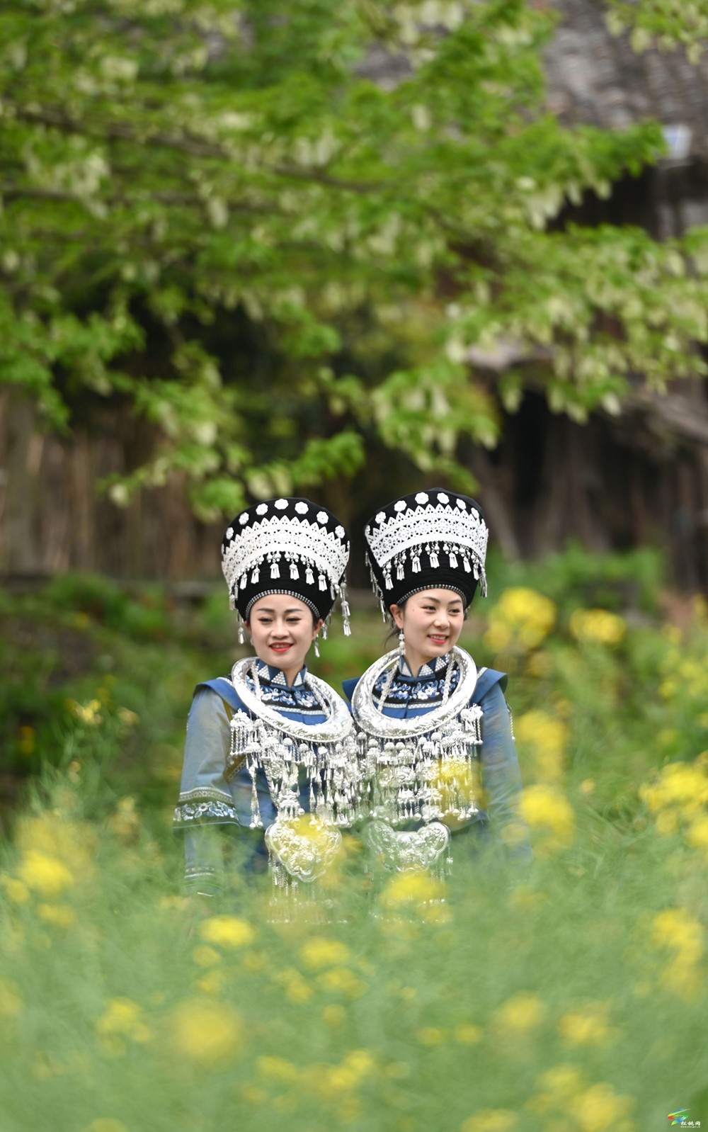 【多彩貴州·花漾中國(guó)】松桃：梵凈山下 鴿子花開(kāi)