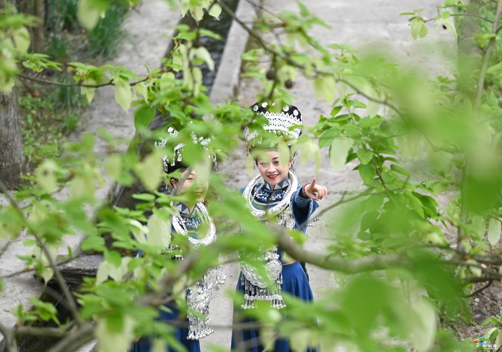 【多彩貴州·花漾中國(guó)】松桃：梵凈山下 鴿子花開(kāi)