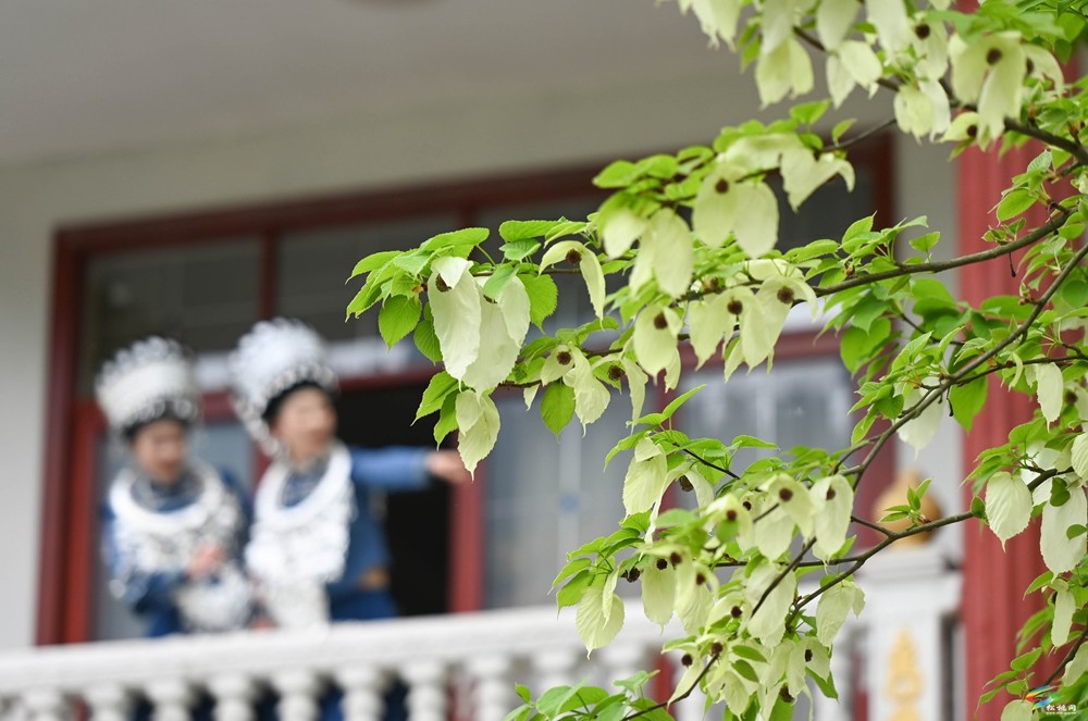 【多彩貴州·花漾中國(guó)】松桃：梵凈山下 鴿子花開(kāi)