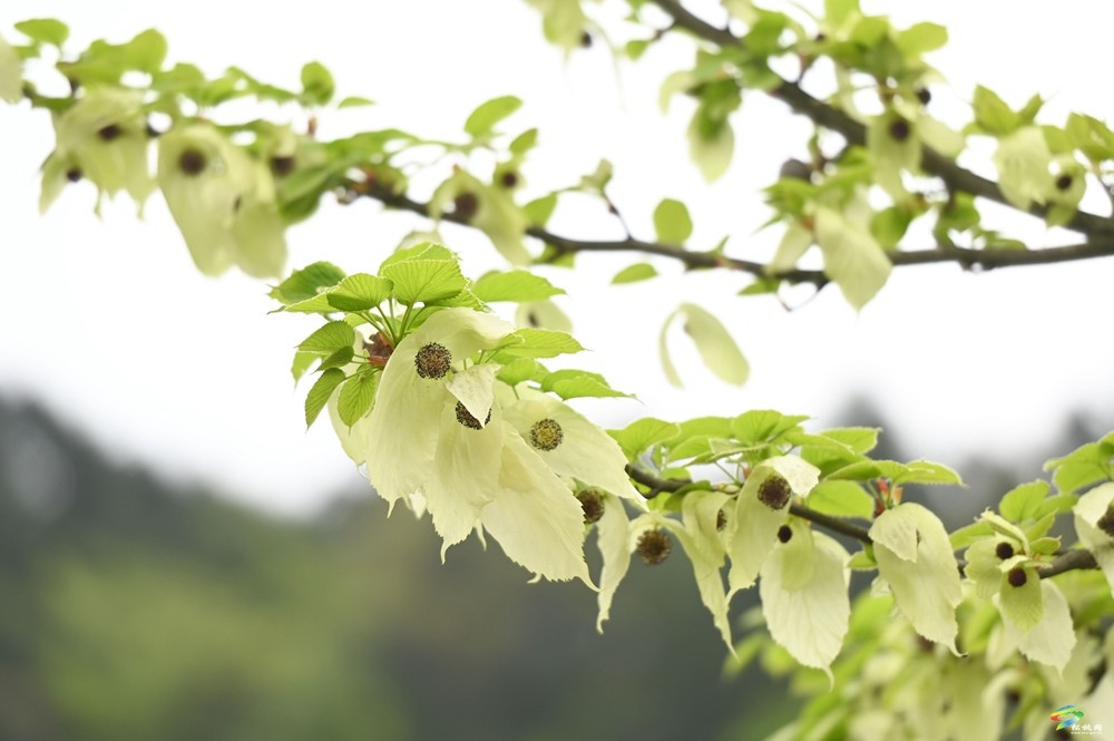 【多彩貴州·花漾中國(guó)】松桃：梵凈山下 鴿子花開(kāi)
