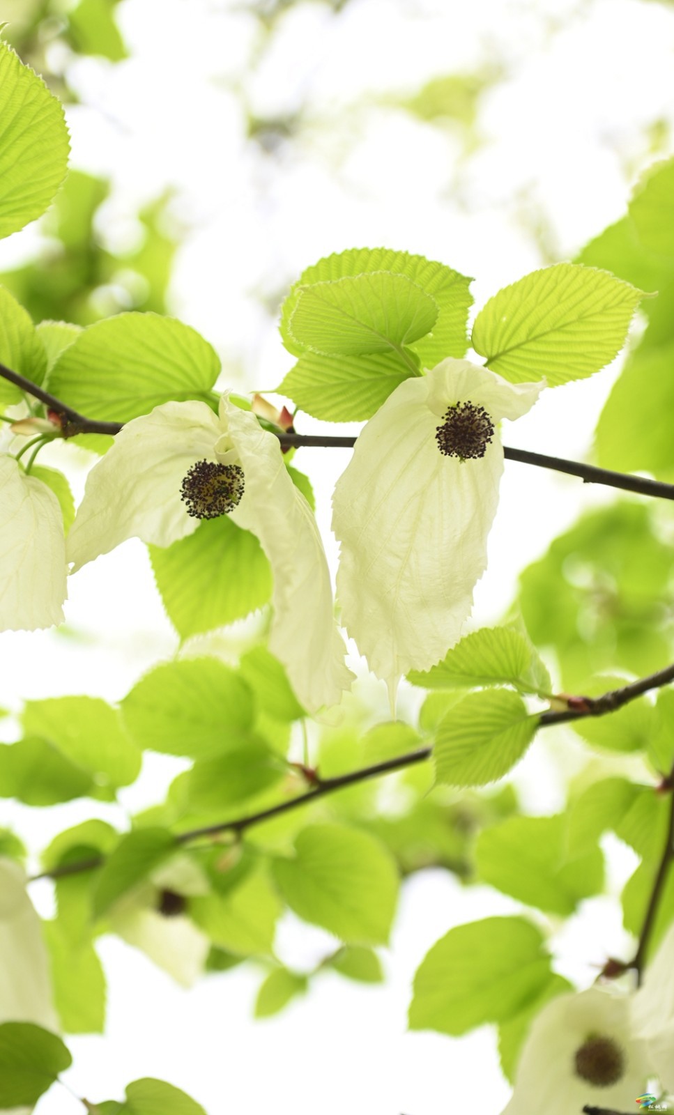 【多彩貴州·花漾中國(guó)】松桃：梵凈山下 鴿子花開(kāi)