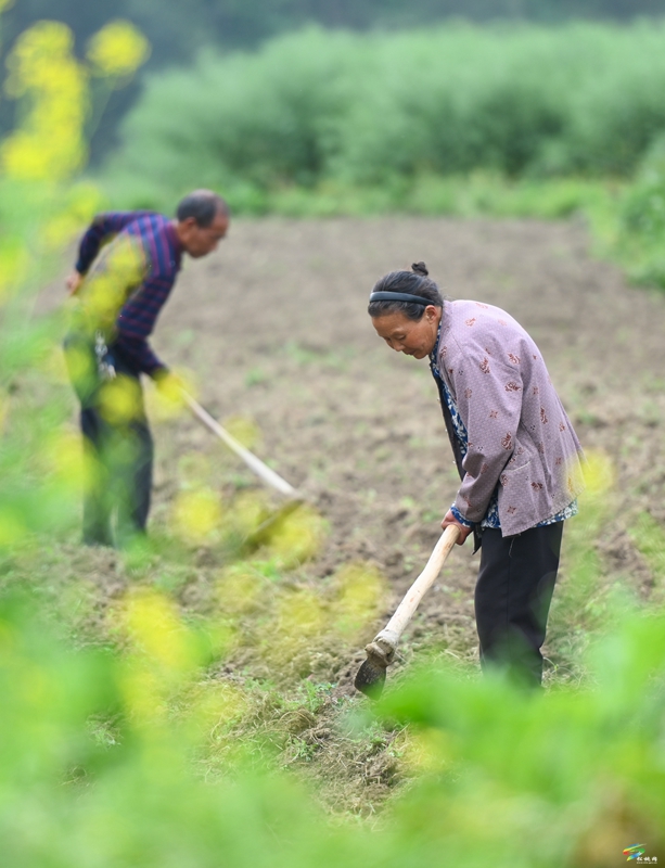 【奮進(jìn)的春天】松桃：6000余畝花生播種忙