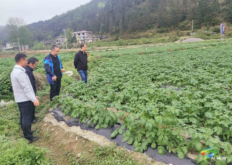 【奮進的春天】松桃：農(nóng)技專家指導(dǎo)馬鈴薯管護