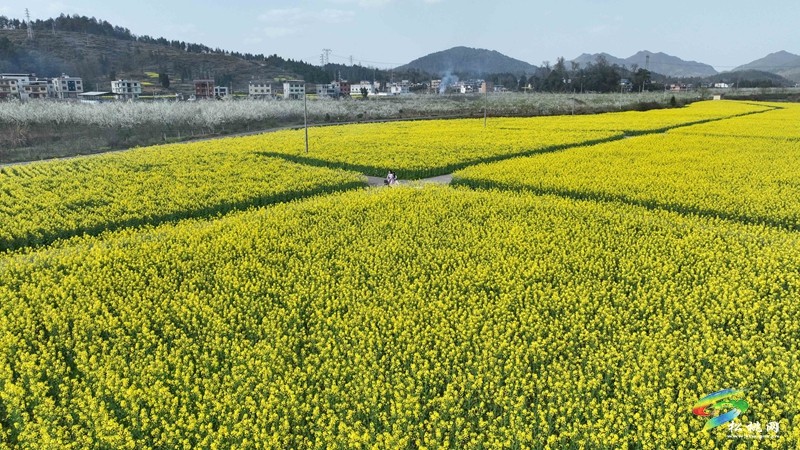 孟溪鎮(zhèn)：推進鄉(xiāng)村治理  繪就美麗畫卷