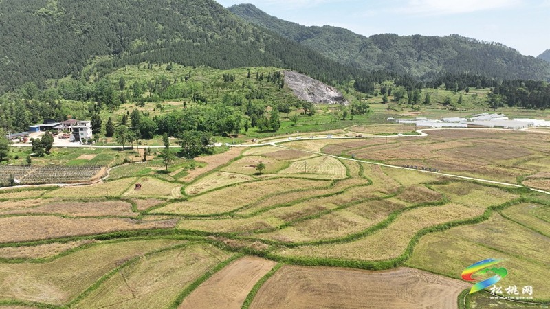 1天200畝！農(nóng)機助力油菜收割
