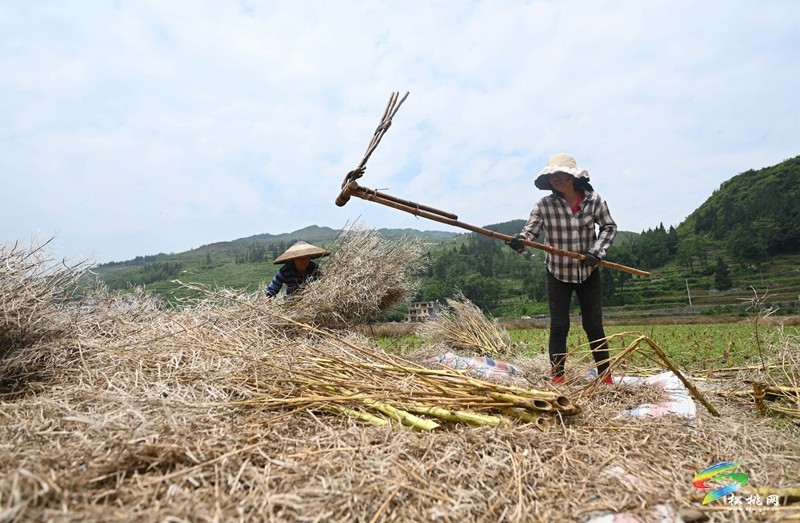 甘龍鎮(zhèn)：搶抓好時(shí)節(jié) 夏收夏種忙