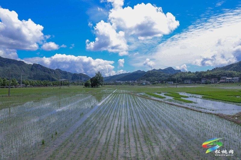 烏羅鎮(zhèn):不負好時光 田野披“綠裝”