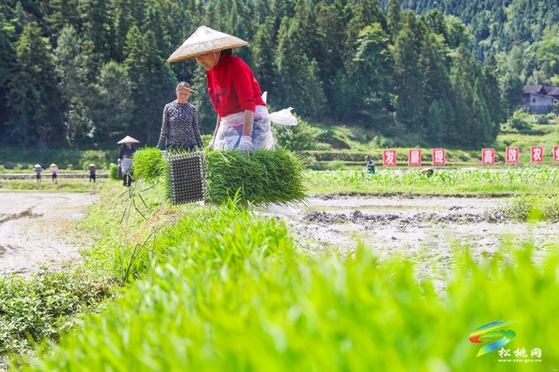 烏羅鎮(zhèn):不負好時光 田野披“綠裝”
