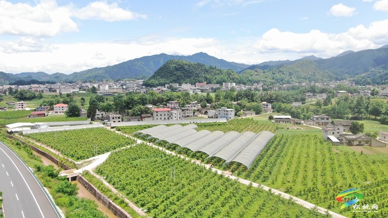 松桃烏羅：桃子成熟香滿園 特色產(chǎn)業(yè)促振興