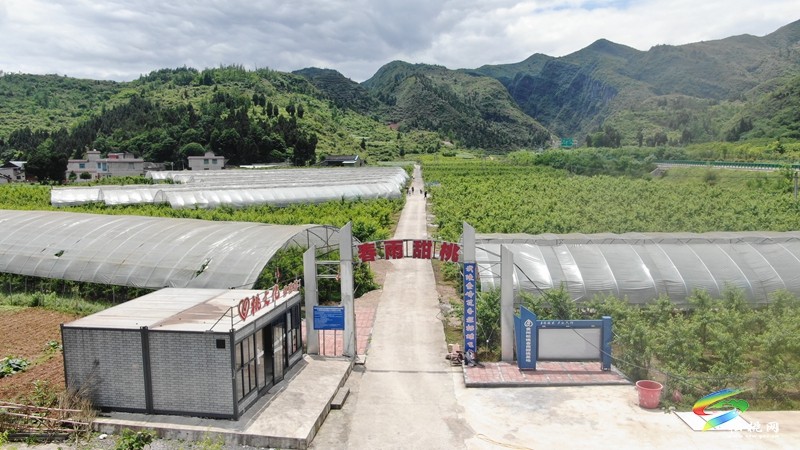 松桃烏羅：桃子成熟香滿園 特色產(chǎn)業(yè)促振興
