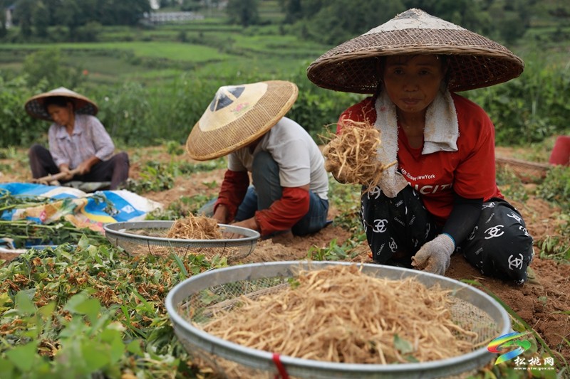 正大鎮(zhèn)：200余畝太子參喜迎豐收