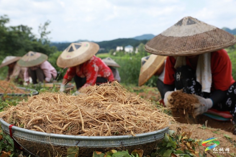 正大鎮(zhèn)：200余畝太子參喜迎豐收