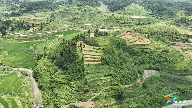 正大鎮(zhèn)：200余畝太子參喜迎豐收