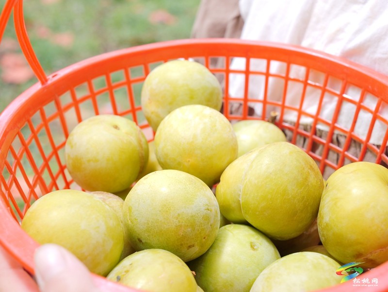 正大鎮(zhèn)正光村：蜂糖李“甜蜜”上市