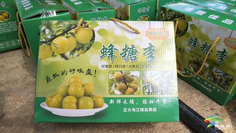 正大鎮(zhèn)正光村：蜂糖李“甜蜜”上市