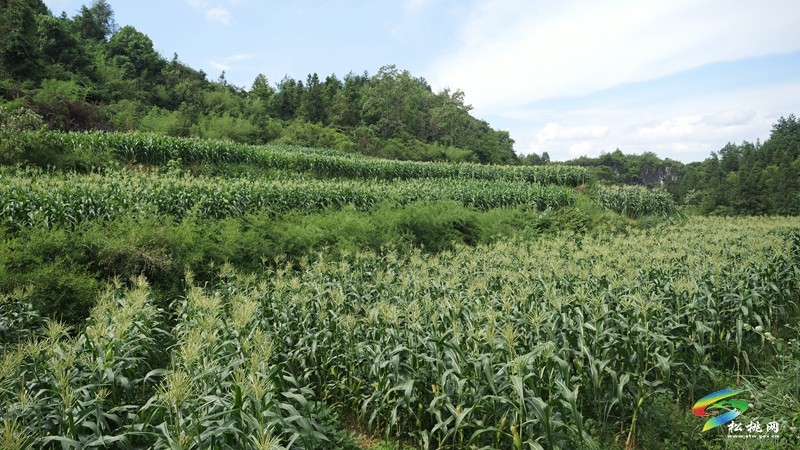 平頭鎮(zhèn)岑洞壩村：百畝鮮食玉米喜迎豐收
