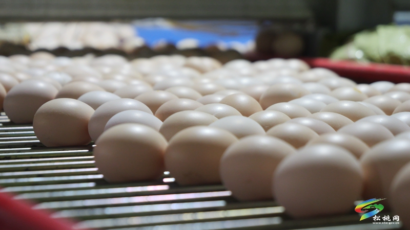 松桃：全力打造粵港澳大灣區(qū)“菜籃子”生產(chǎn)基地