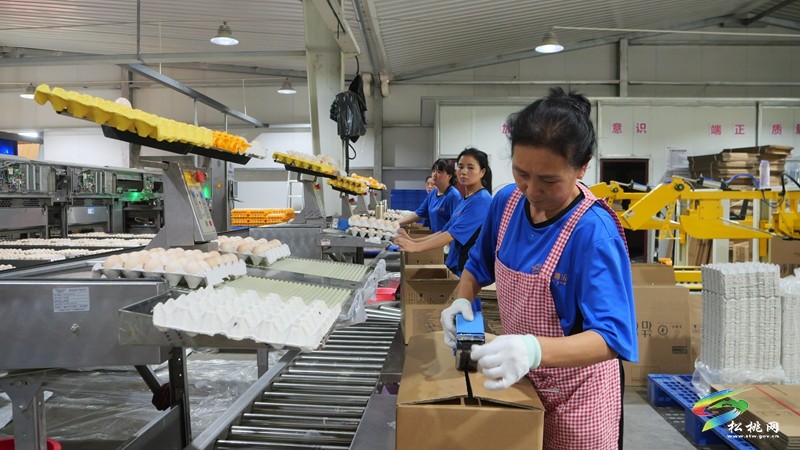 松桃：全力打造粵港澳大灣區(qū)“菜籃子”生產(chǎn)基地