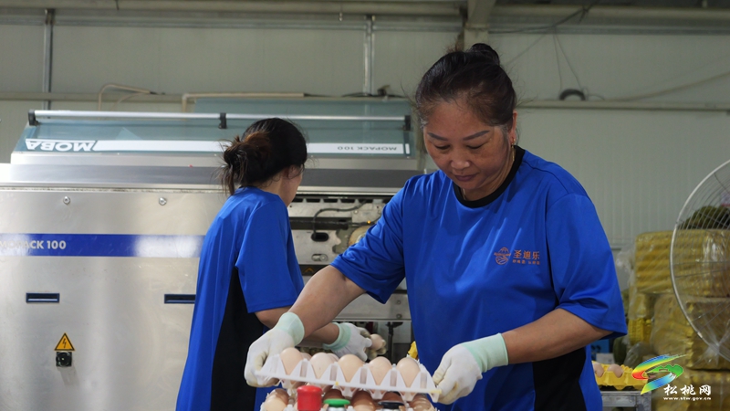 松桃：全力打造粵港澳大灣區(qū)“菜籃子”生產(chǎn)基地