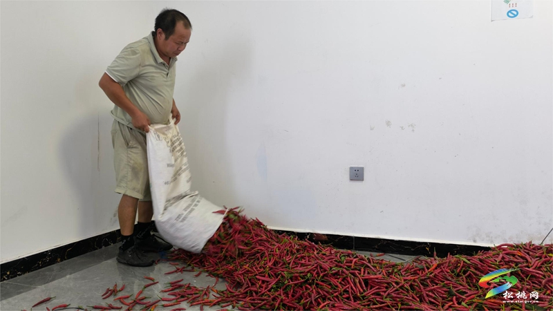 烏羅鎮(zhèn):千畝辣椒迎豐收 訂單走出致富路
