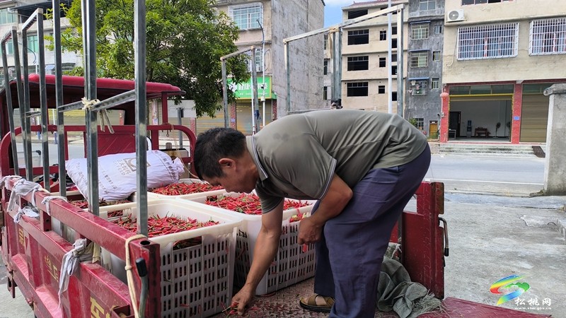 烏羅鎮(zhèn):千畝辣椒迎豐收 訂單走出致富路