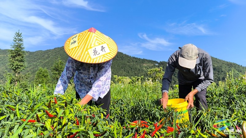 烏羅鎮(zhèn):千畝辣椒迎豐收 訂單走出致富路