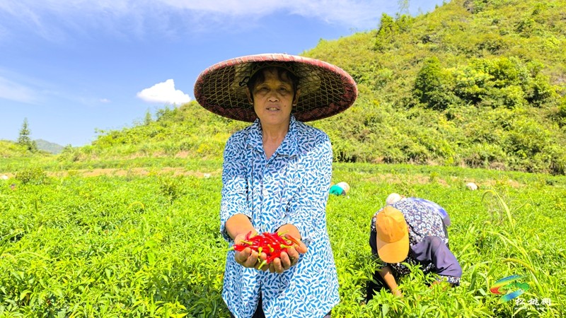 烏羅鎮(zhèn):千畝辣椒迎豐收 訂單走出致富路