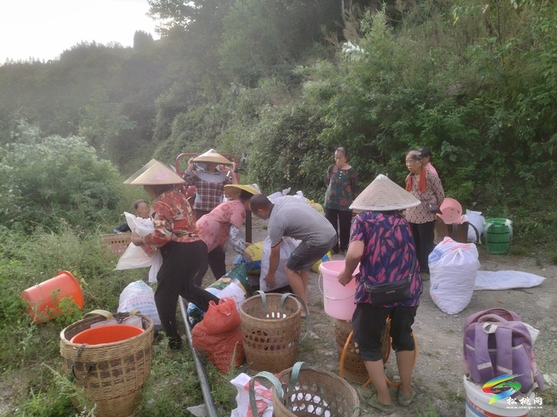 牛郎鎮(zhèn)：火紅辣椒迎豐收 群眾致富有奔頭