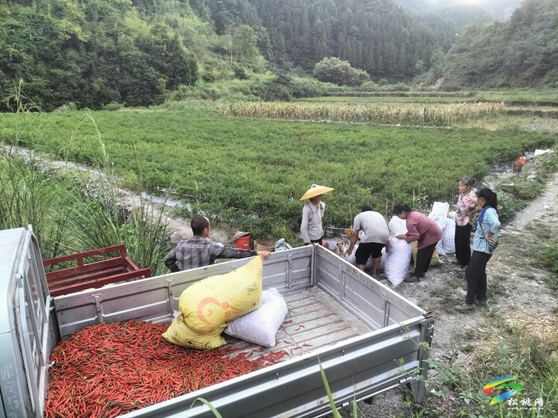 牛郎鎮(zhèn)：火紅辣椒迎豐收 群眾致富有奔頭