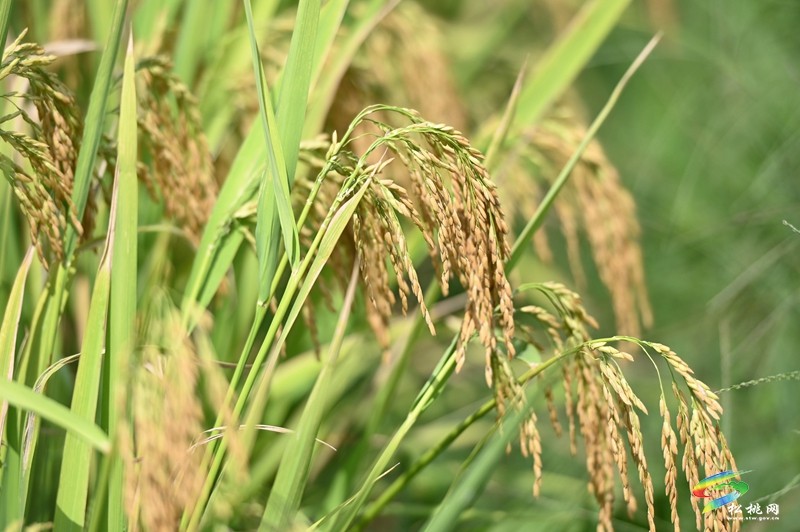 烏羅鎮(zhèn)：金秋時(shí)節(jié) 鎮(zhèn)政府廣場(chǎng)曬滿了糧食
