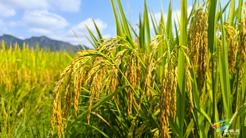 烏羅鎮(zhèn):稻穗飄香“迎”秋黃 水稻測產(chǎn)“望”豐收