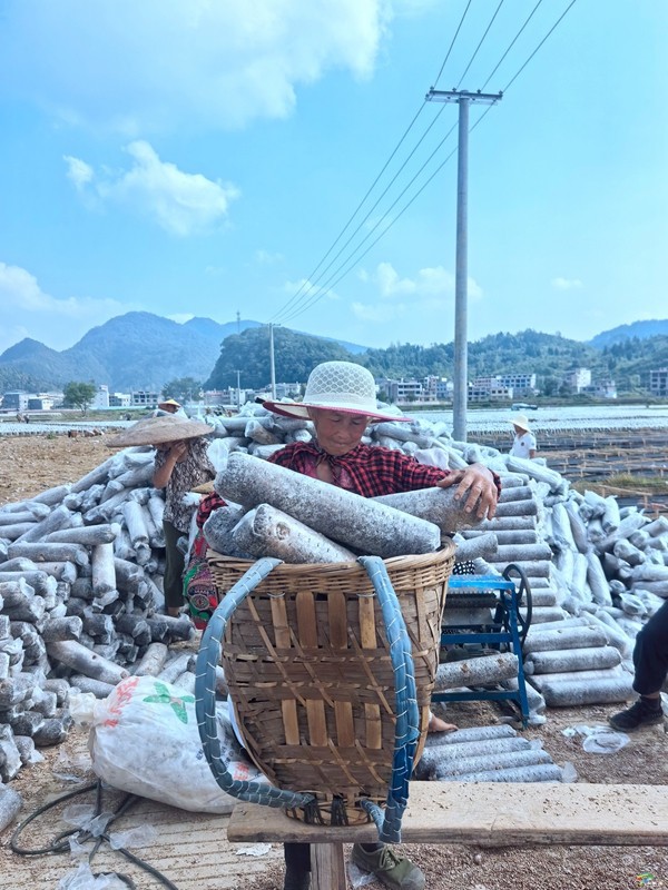 普覺鎮(zhèn)：“稻—耳”輪作忙 靜待“耳”飄香